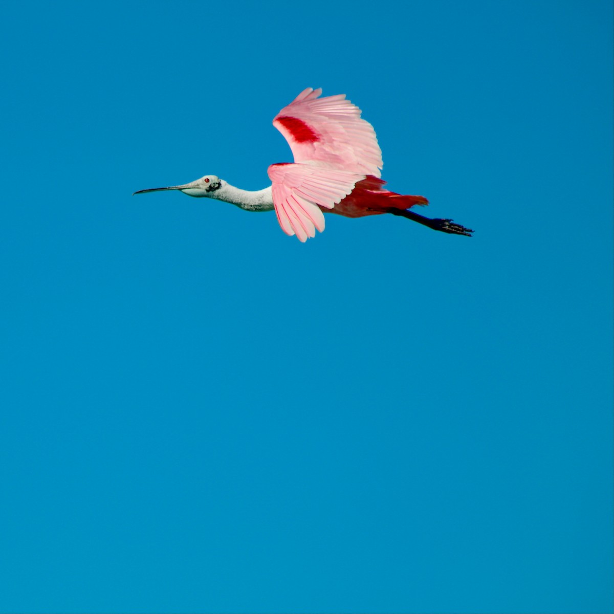 Roseate Spoonbill - ML324344161