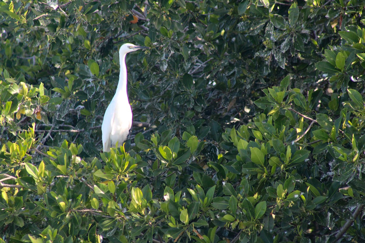 Reddish Egret - ML324344261