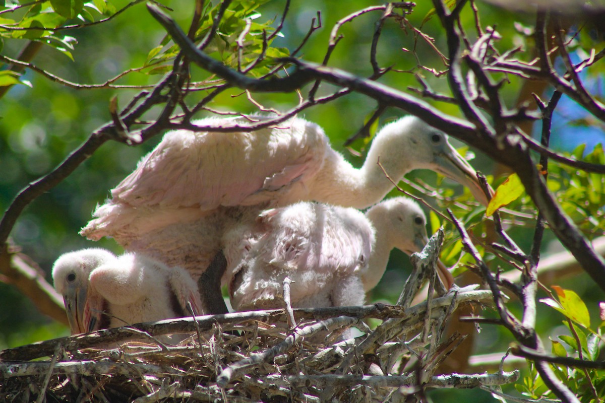 Roseate Spoonbill - ML324344331
