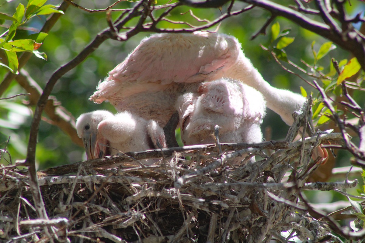 Roseate Spoonbill - ML324344351