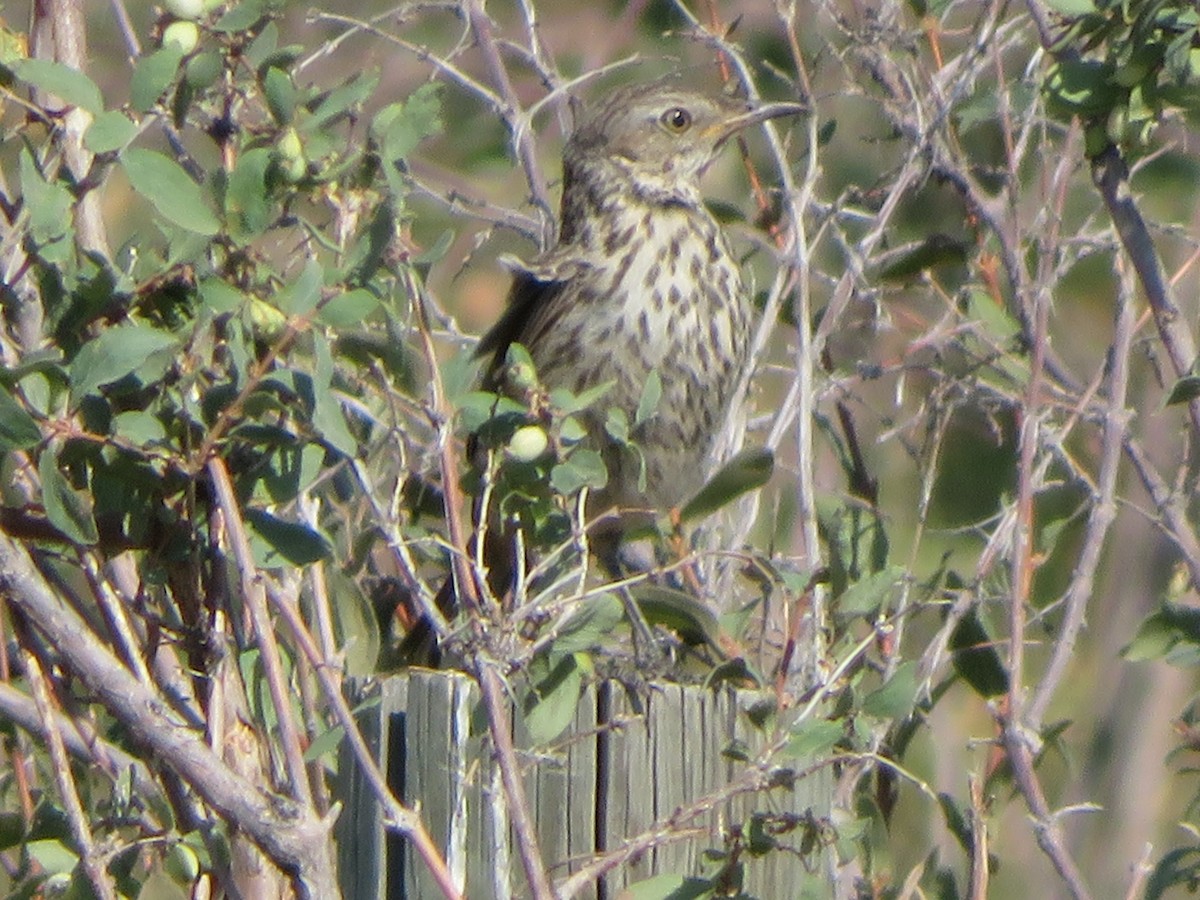 Sage Thrasher - ML32434691