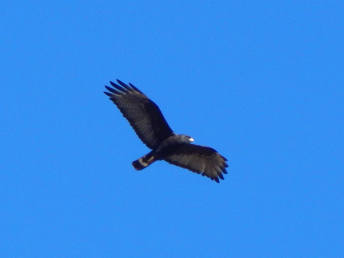 Zone-tailed Hawk - ML324346981