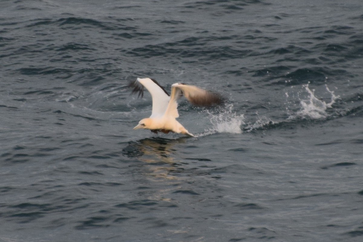 Australasian Gannet - ML32434751