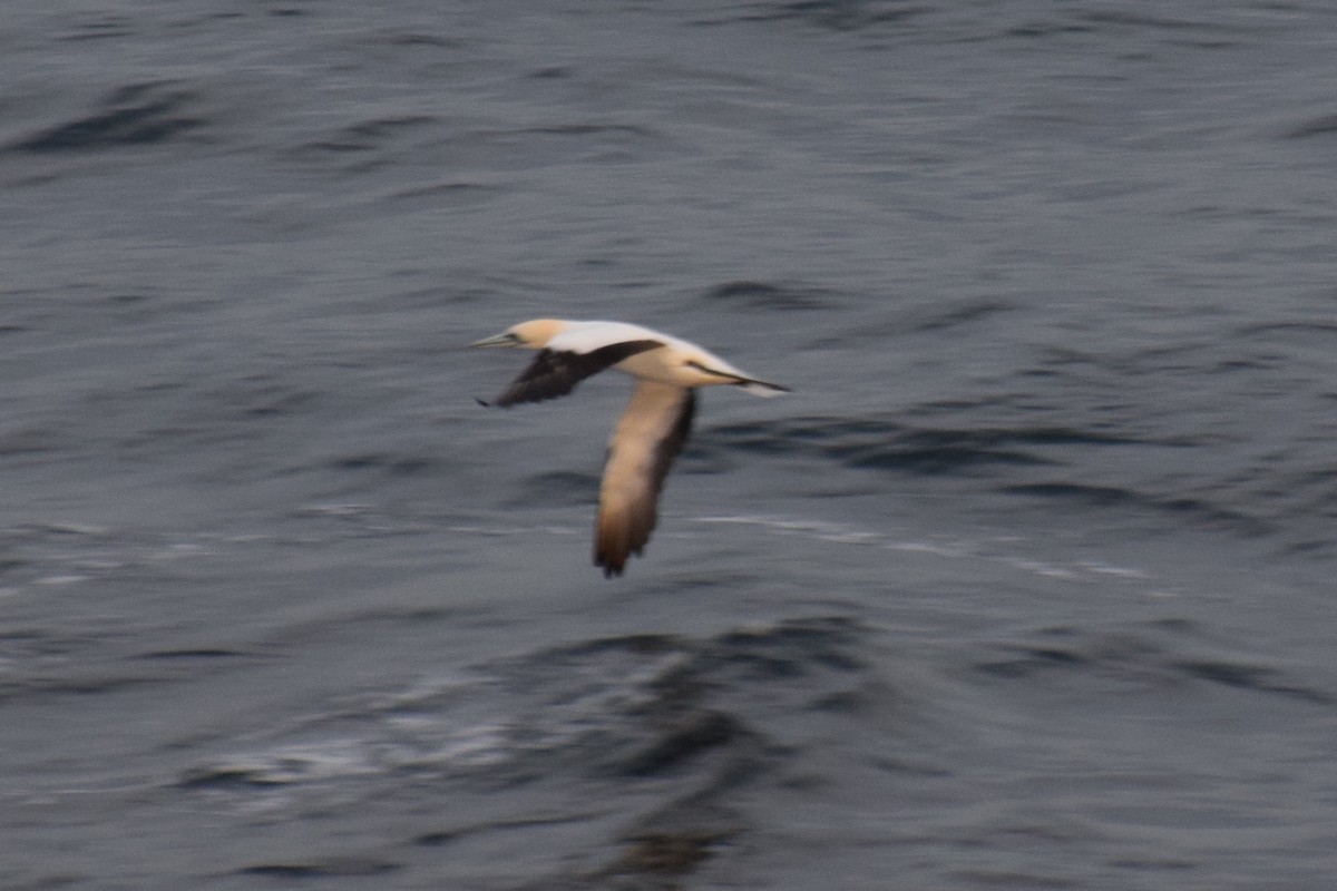 Australasian Gannet - ML32434761
