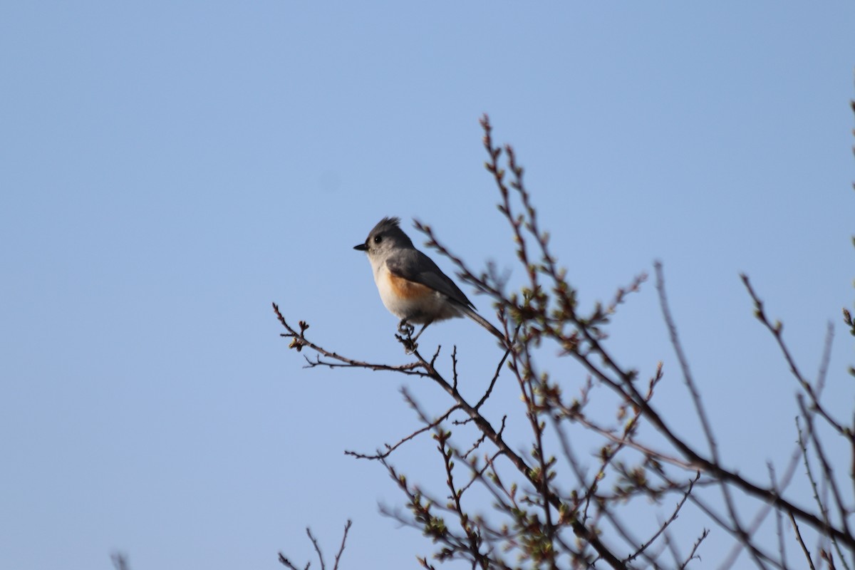 Tufted Titmouse - ML324348051