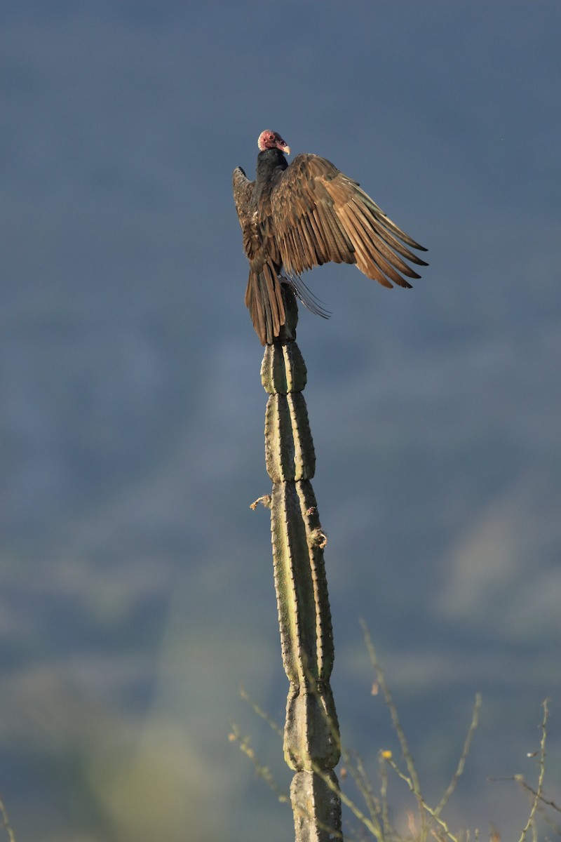 Turkey Vulture - ML324348701