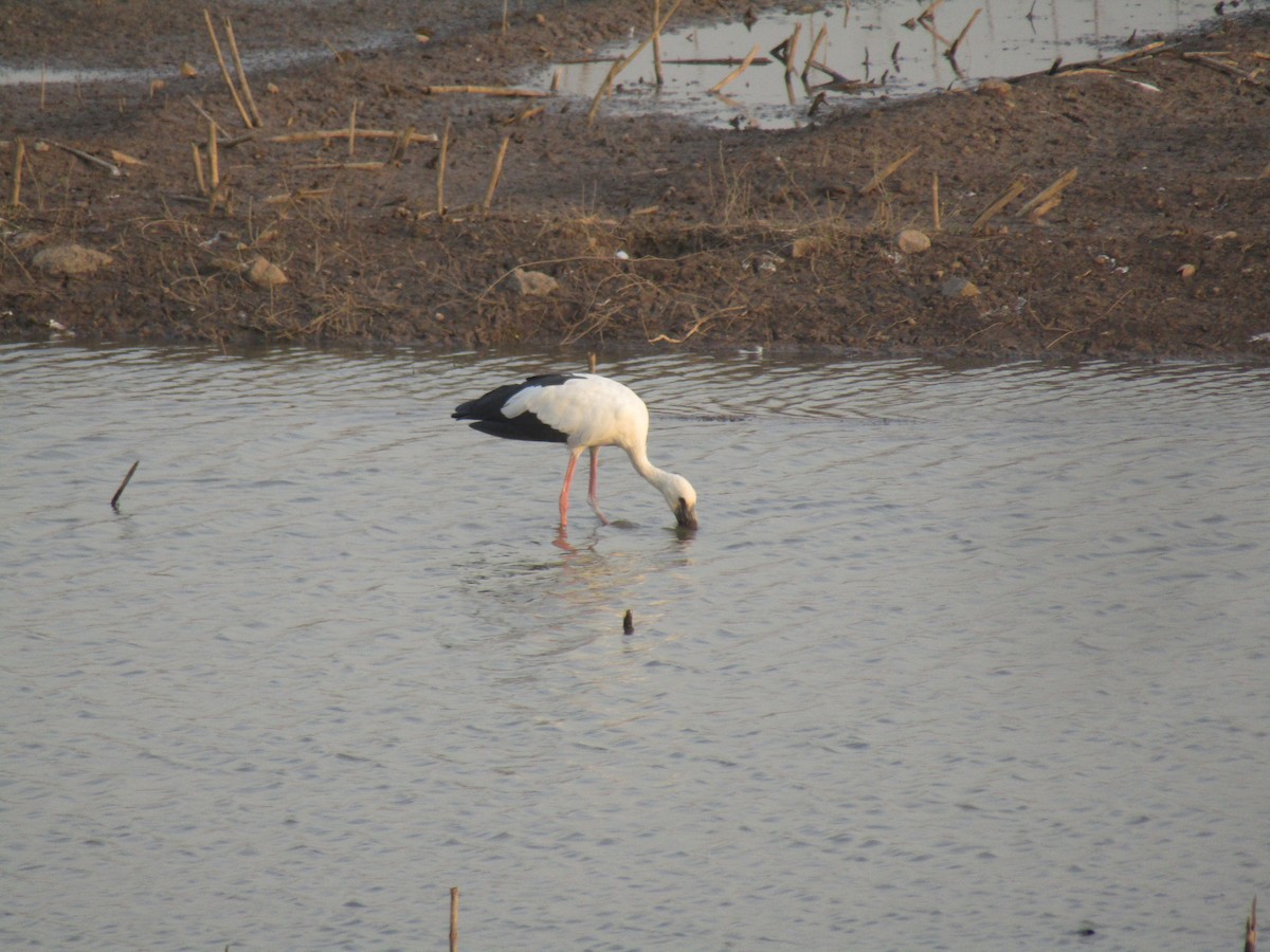 Asian Openbill - ML324349431