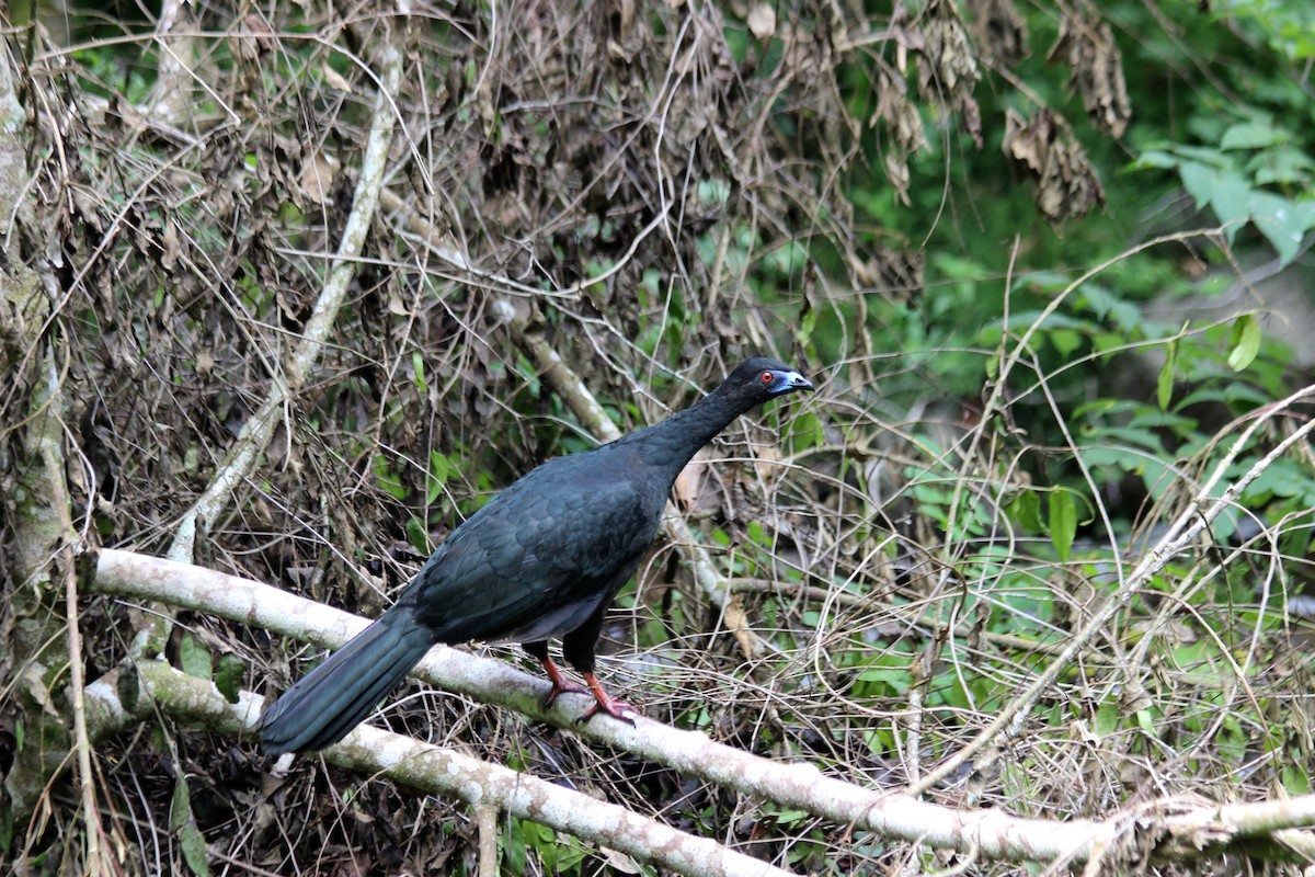 Black Guan - Donald Jones