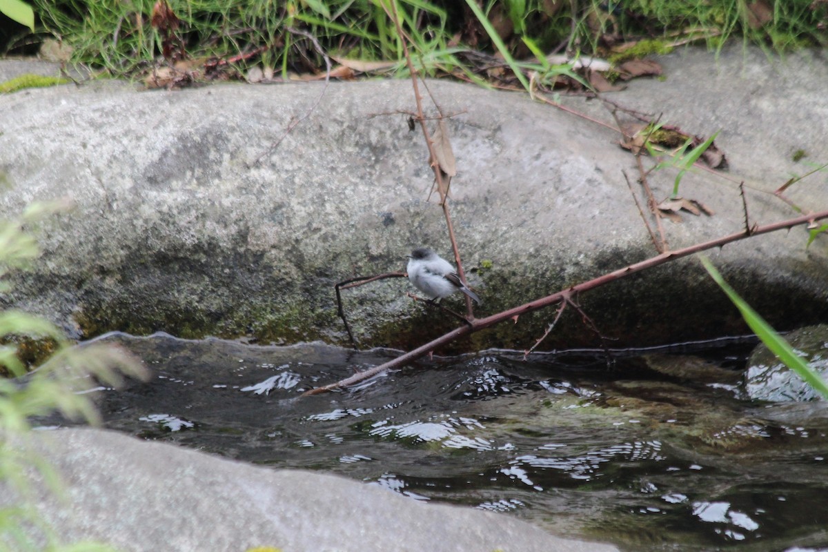 Torrent Tyrannulet - Donald Jones