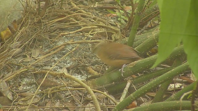 Carolina Wren - ML324353731