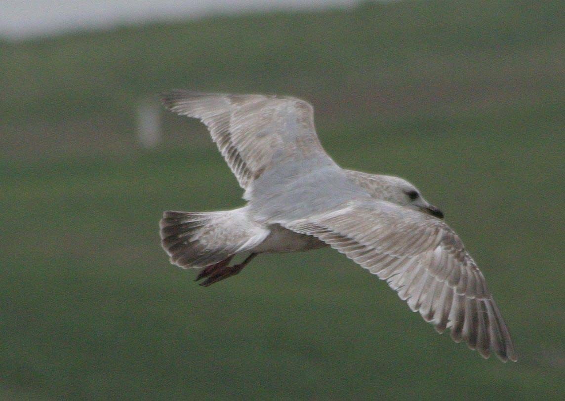 Iceland Gull (Thayer's) - ML32435621