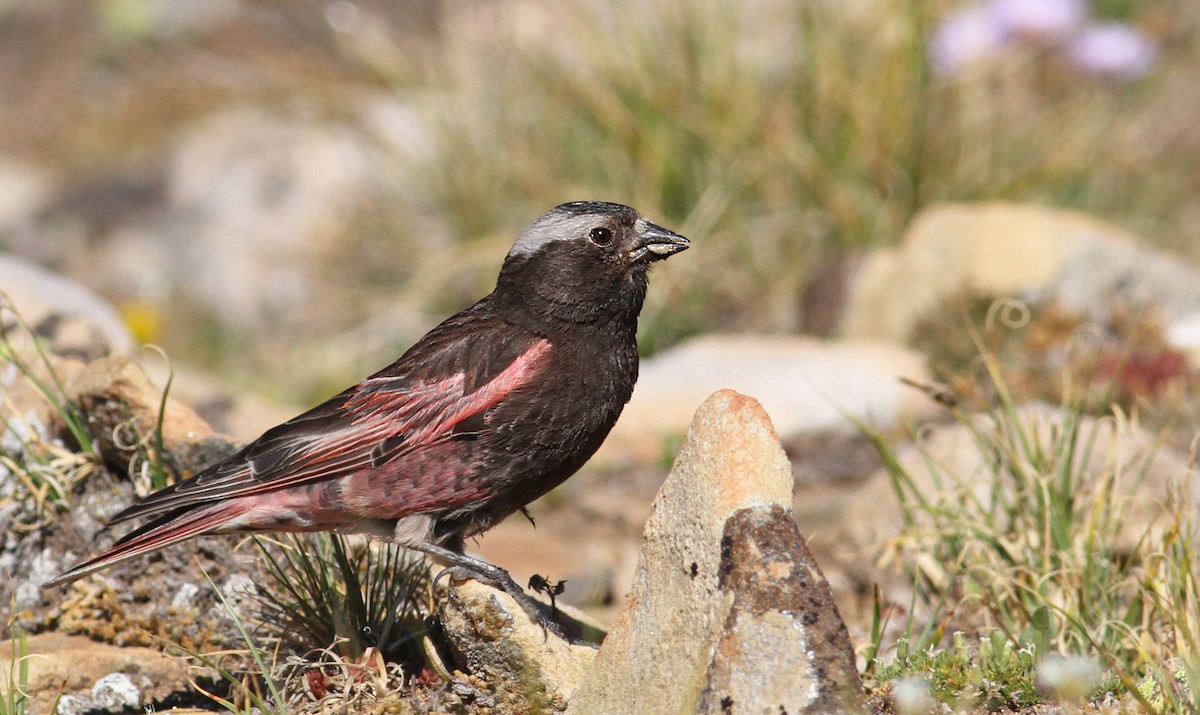 Black Rosy-Finch - Luke Seitz