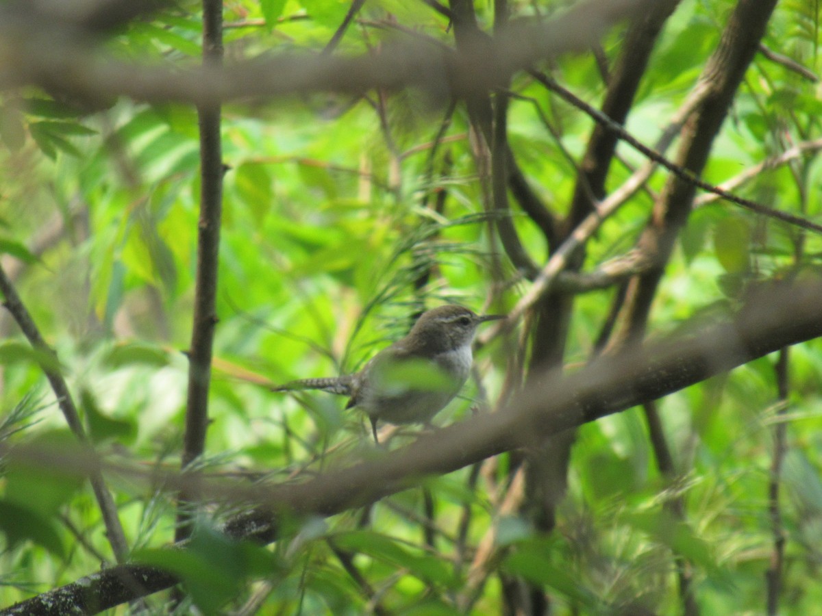 Bewick's Wren - ML324357591