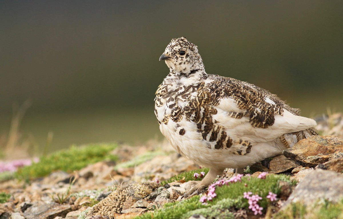 White-tailed Ptarmigan - Luke Seitz