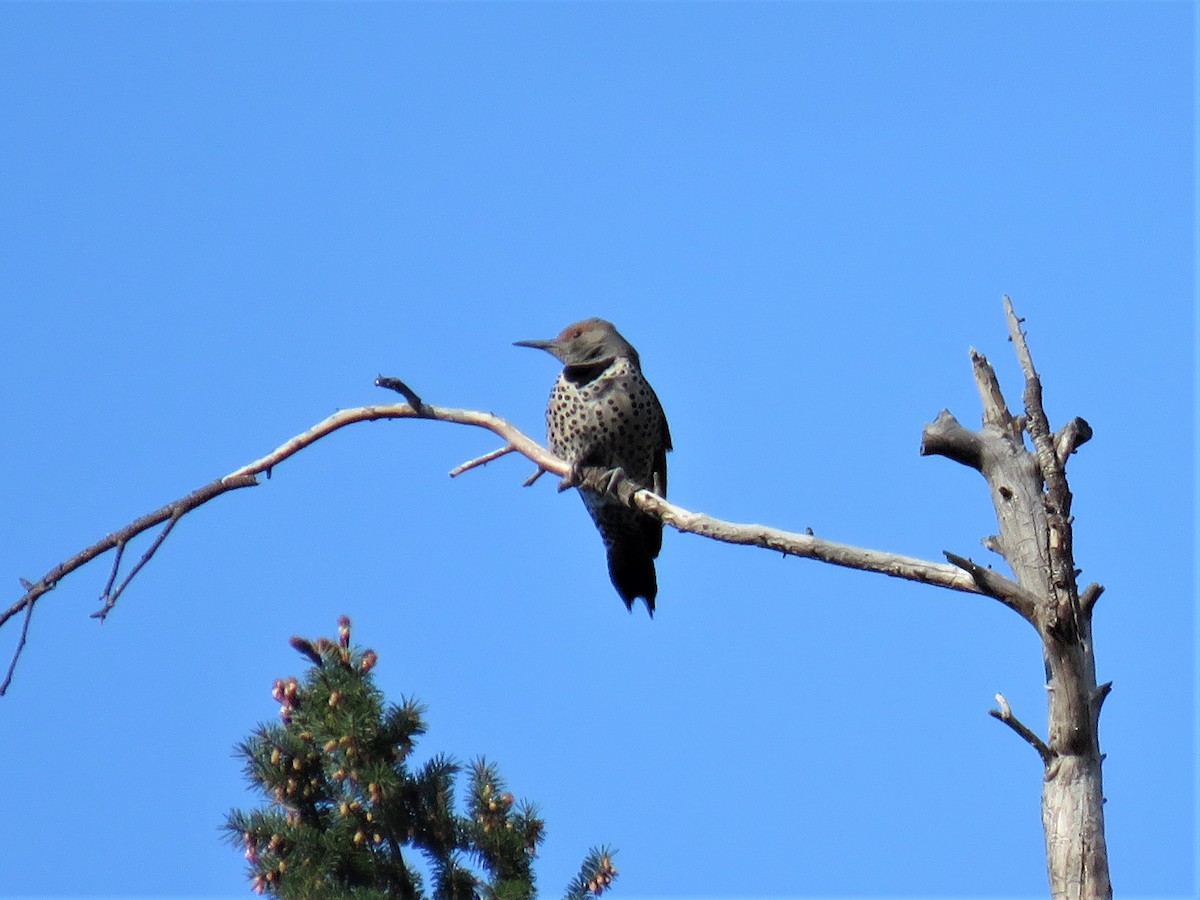 Northern Flicker - ML324361771