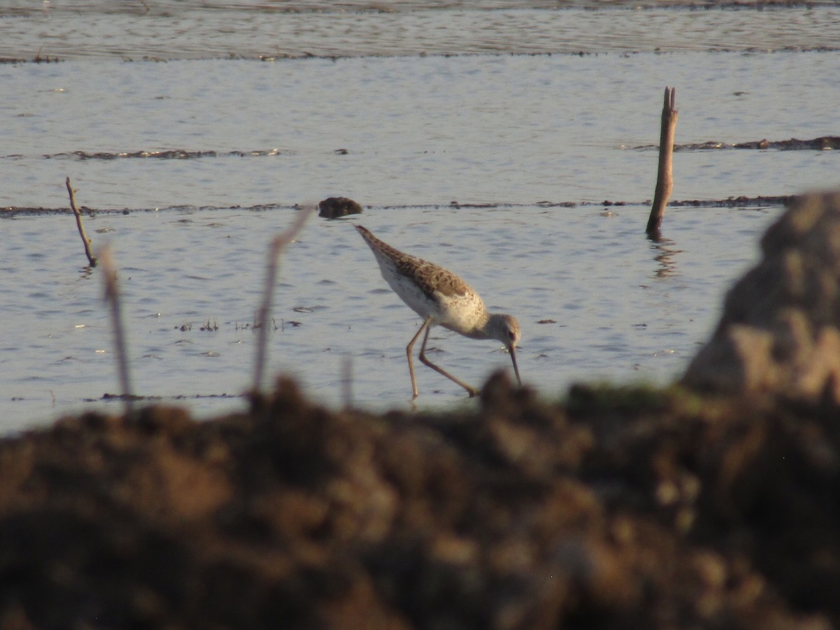 Marsh Sandpiper - ML324362701