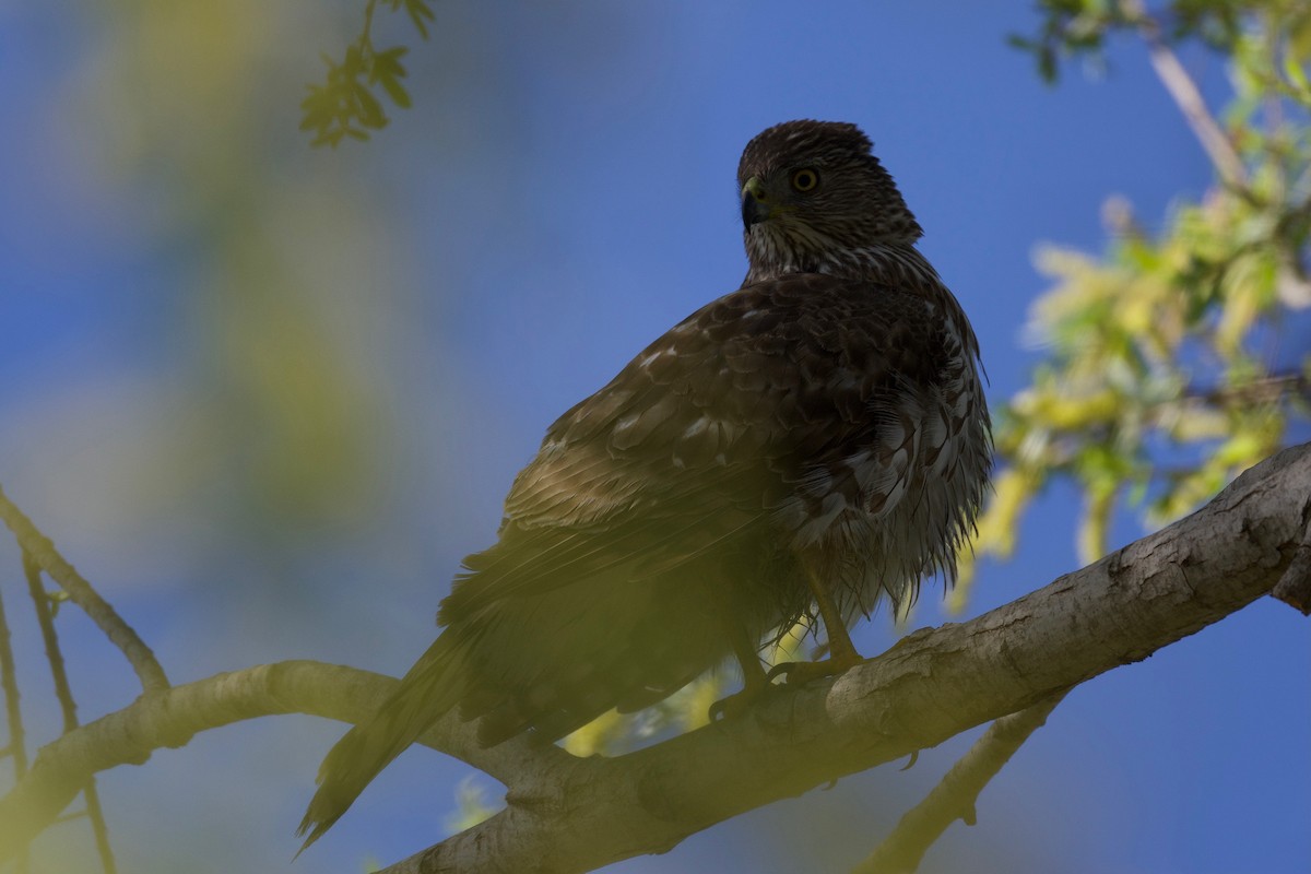 Cooper's Hawk - ML324363321