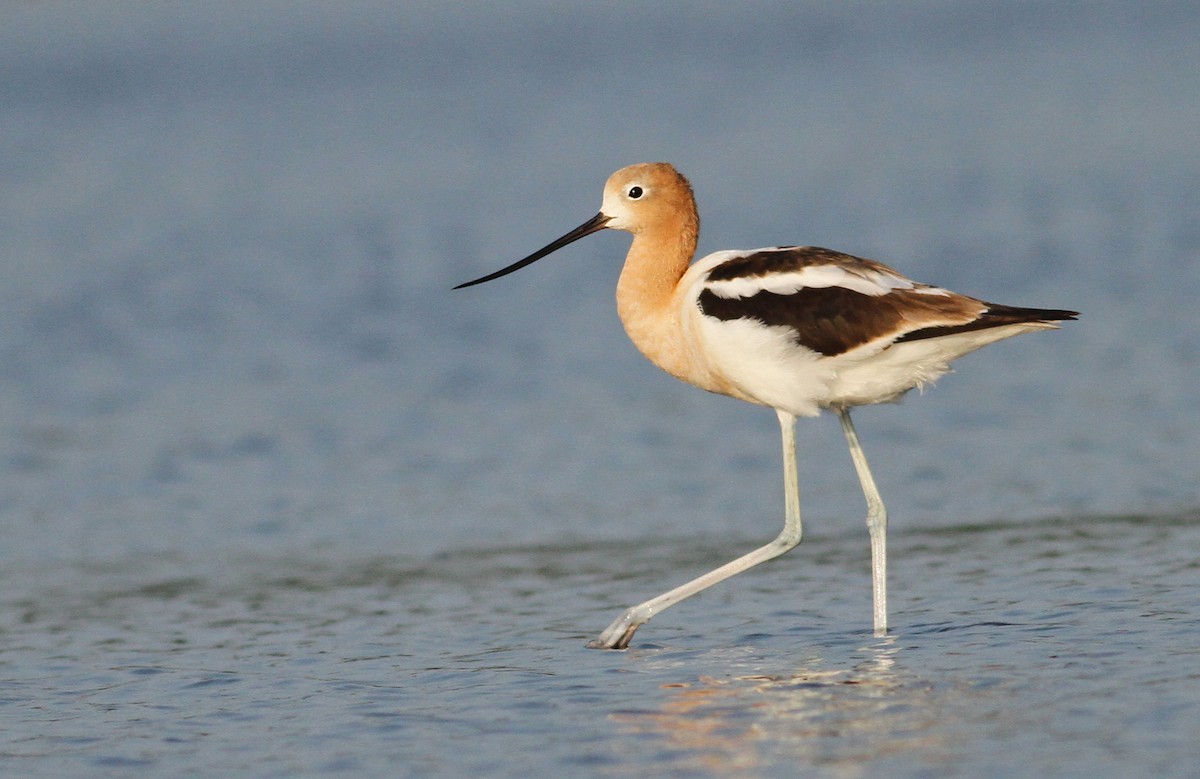 Avoceta Americana - ML32436491