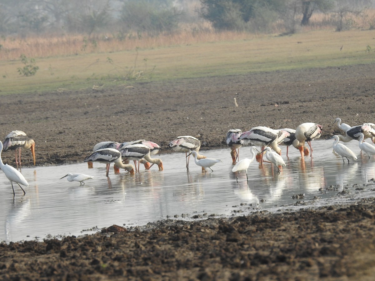 Painted Stork - ML324364951