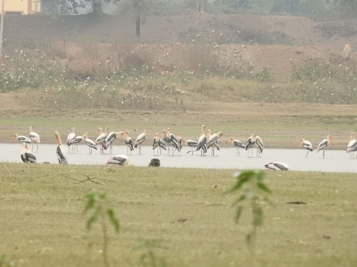 Painted Stork - ML324365641