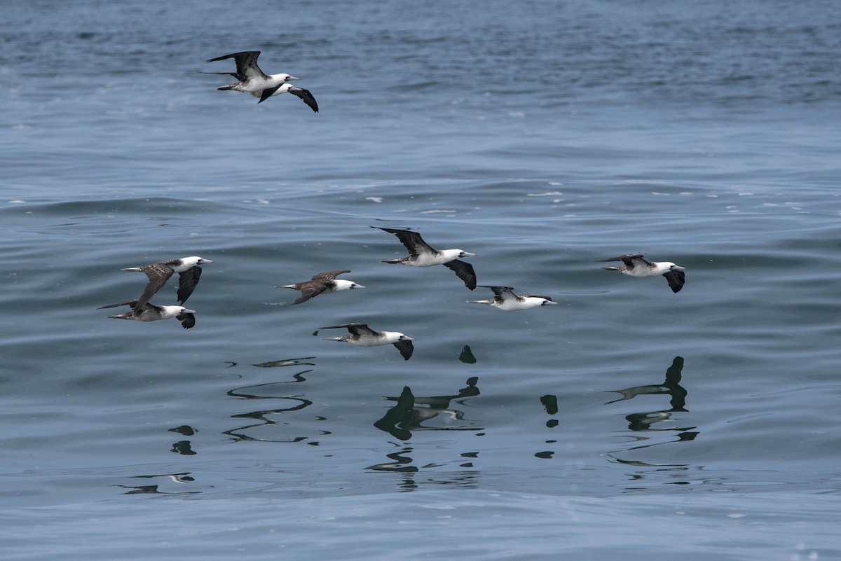 Peruvian Booby - ML324365751