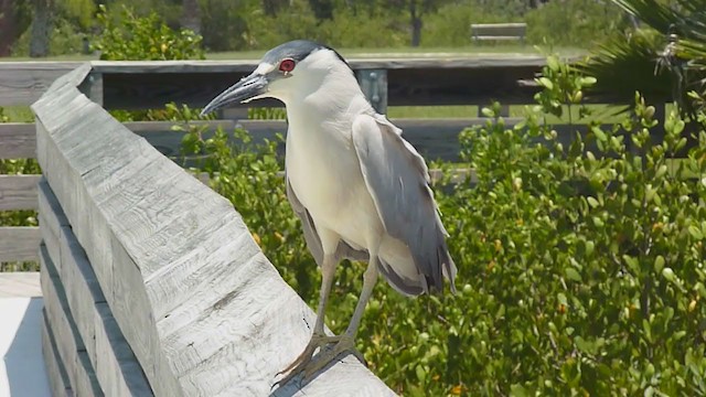 Black-crowned Night Heron - ML324365791