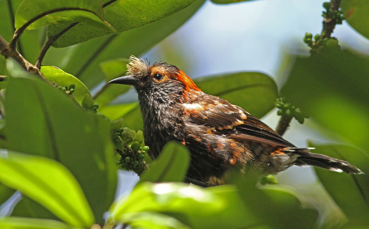 Akohekohe - Luke Seitz