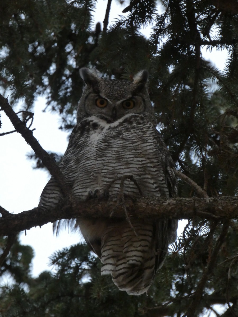 Great Horned Owl - Fatima Haltli