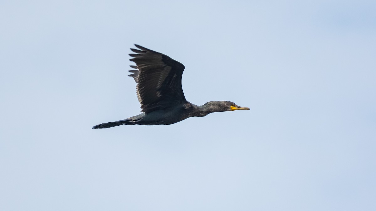 Indian Cormorant - ML324367161