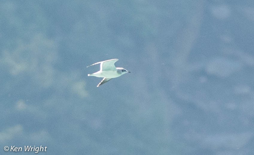 Franklin's Gull - ML32436761