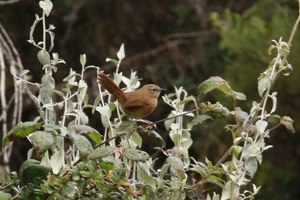 Cinnamon Bracken-Warbler - Fikret Ataşalan