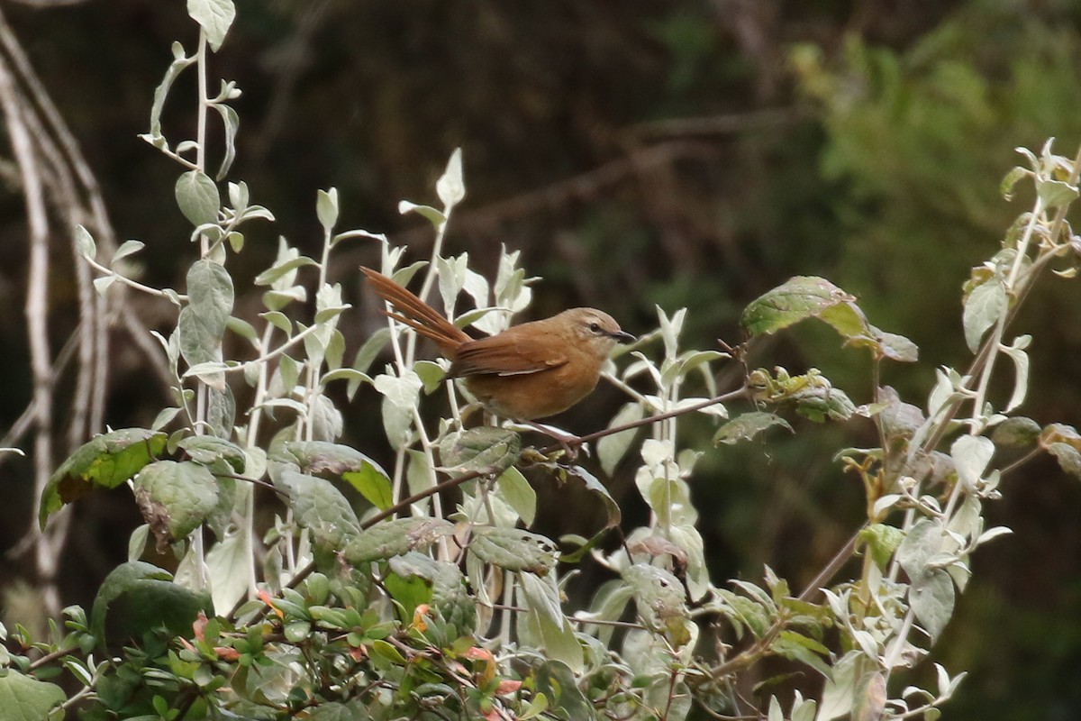 Cinnamon Bracken-Warbler - Fikret Ataşalan