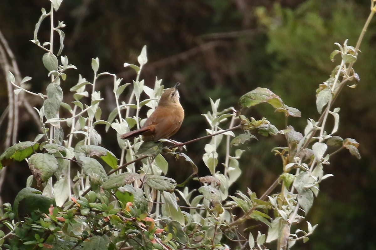 Cinnamon Bracken-Warbler - Fikret Ataşalan