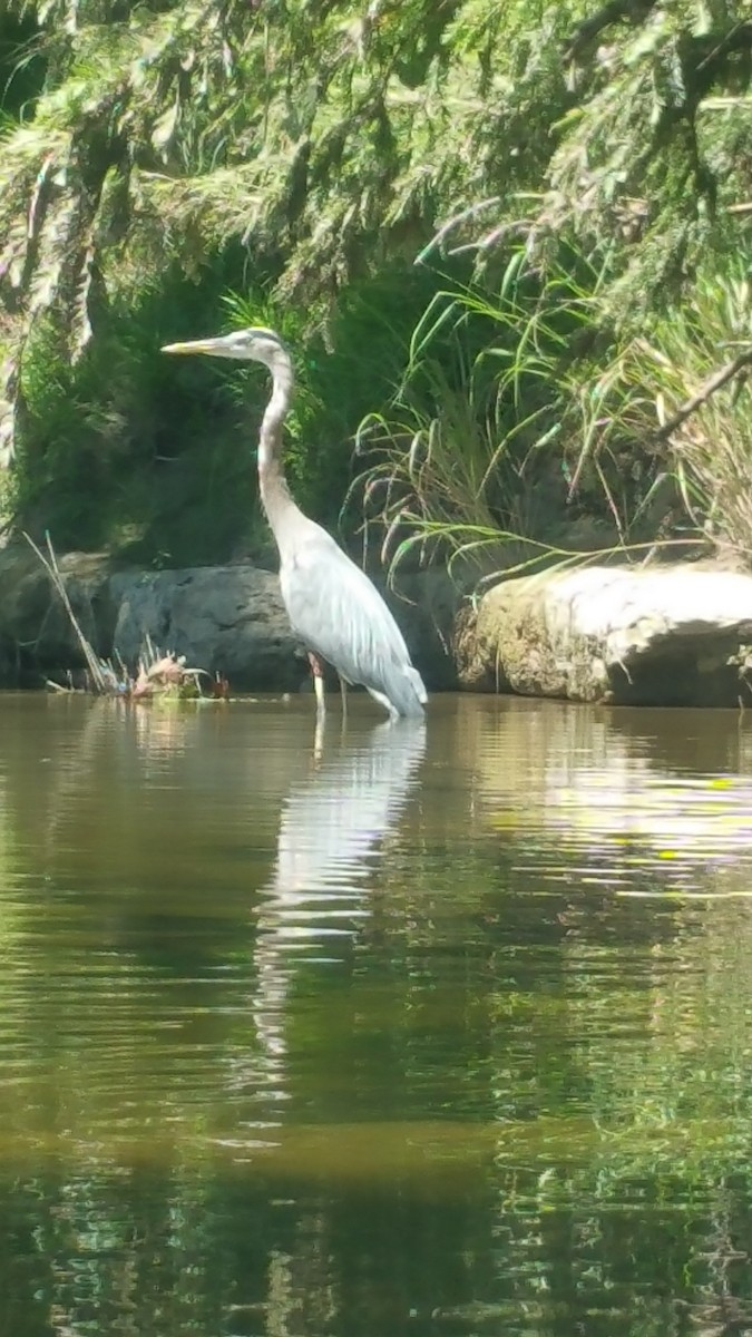 Great Blue Heron - ML32436901