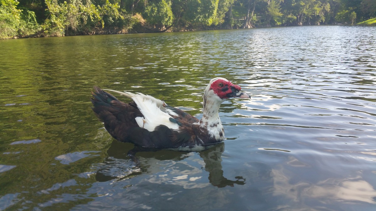 Muscovy Duck (Domestic type) - ML32436981