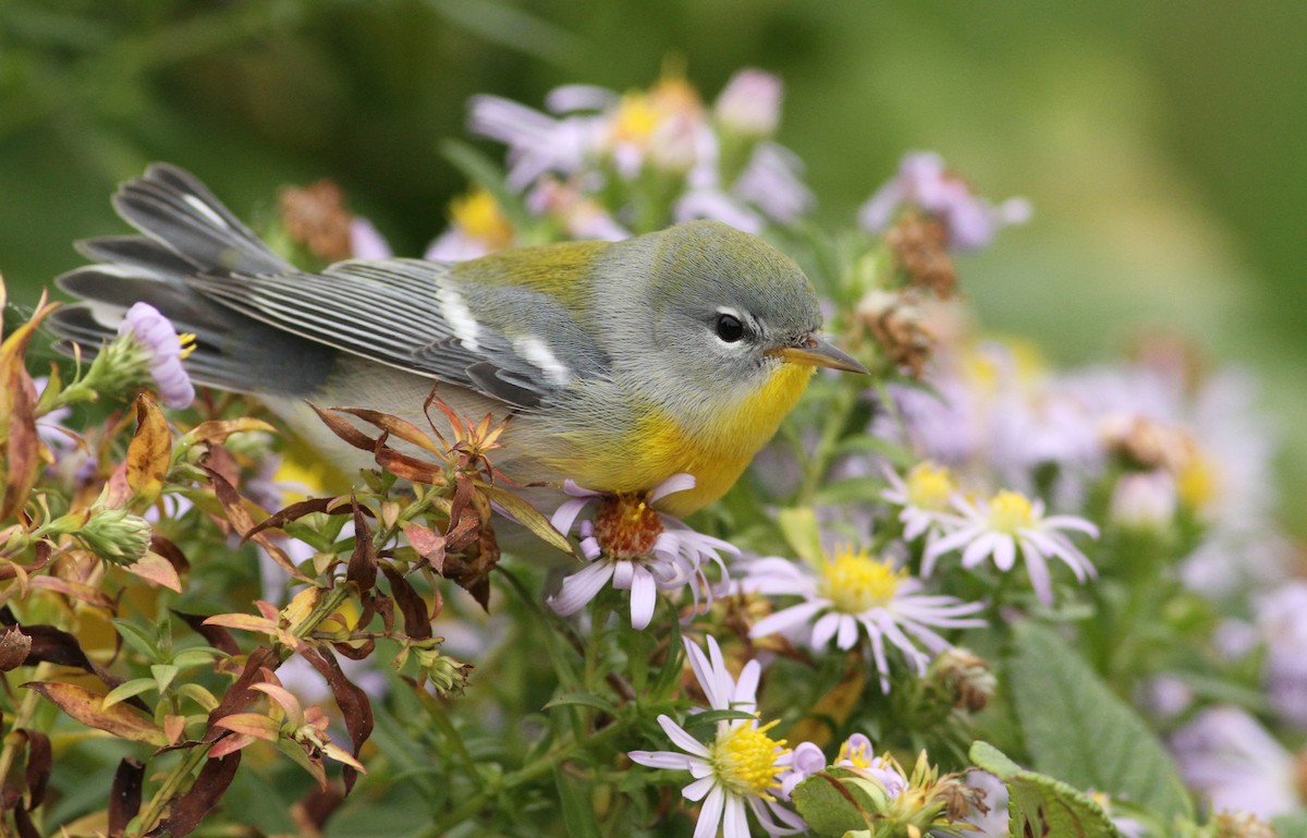 Parula Norteña - ML32437021