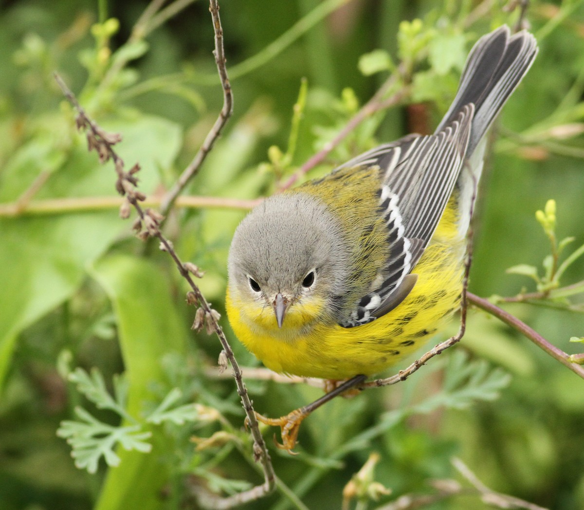 Magnolia Warbler - ML32437031