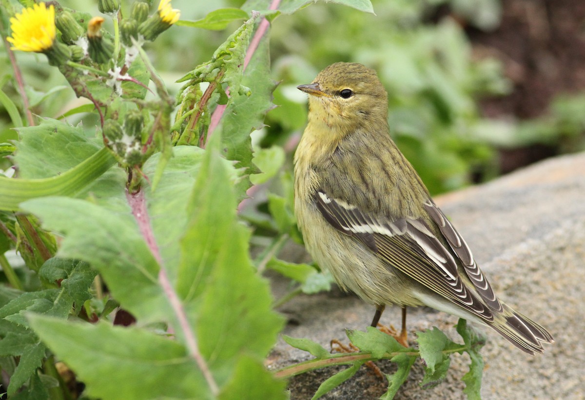 Blackpoll Warbler - ML32437041