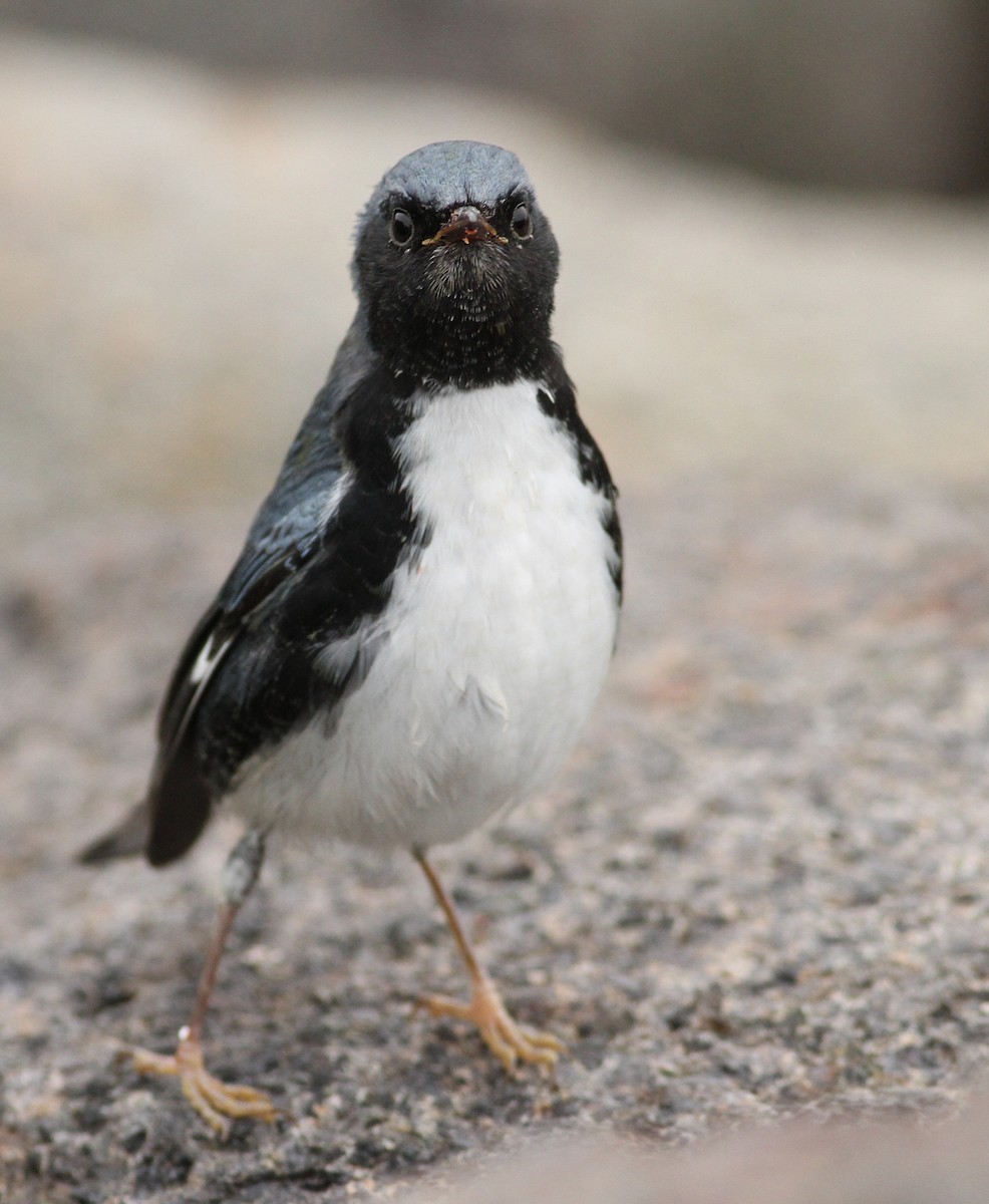 Black-throated Blue Warbler - ML32437061