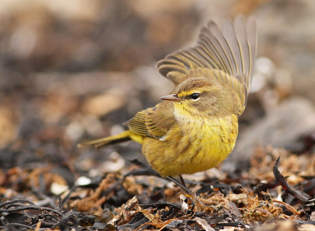 Palm Warbler - Luke Seitz