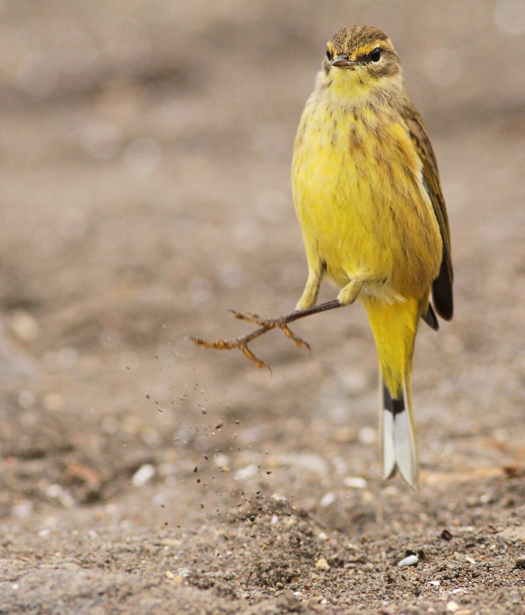 Palm Warbler - ML32437131