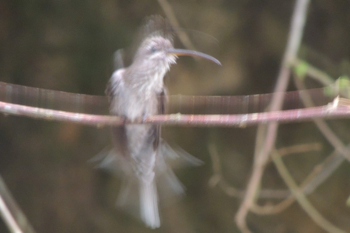 Sooty-capped Hermit - ML324371461