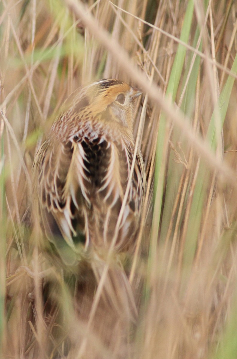 LeConte's Sparrow - ML32437181