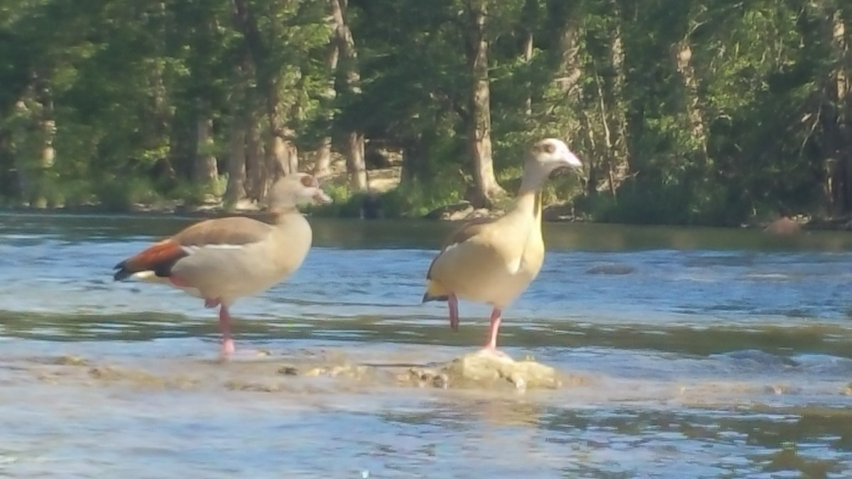 Egyptian Goose - ML32437191