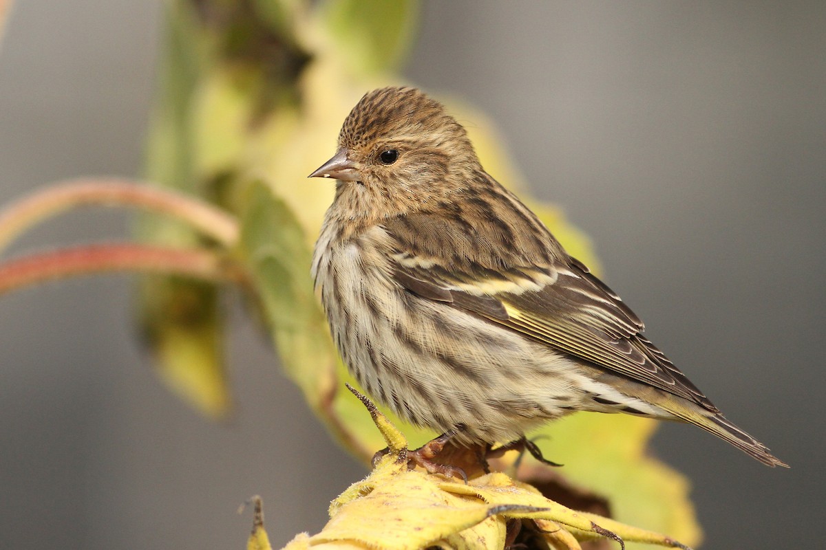 Pine Siskin - ML32437221