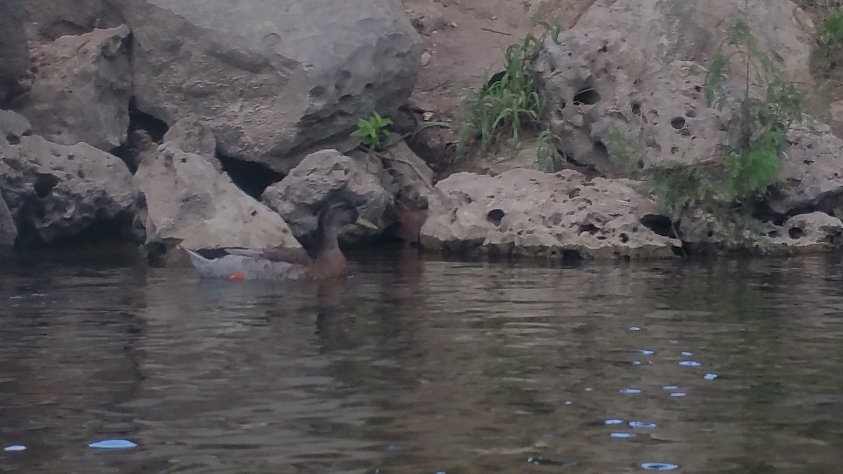 Mallard (Domestic type) - ML32437251