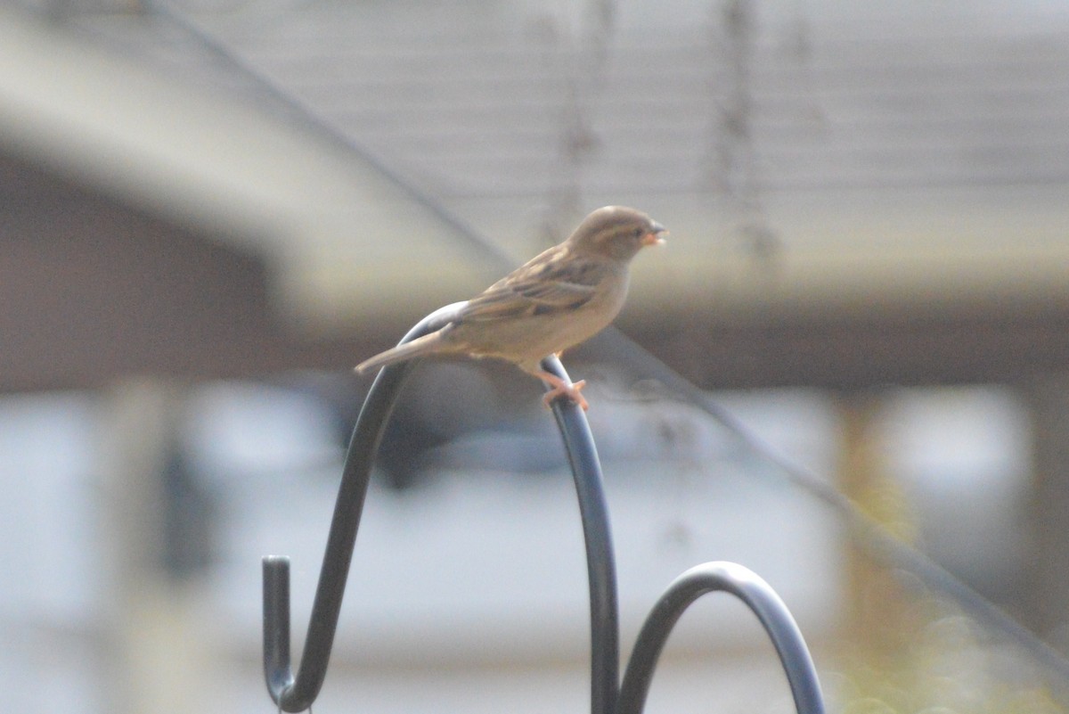 House Sparrow - ML32437371