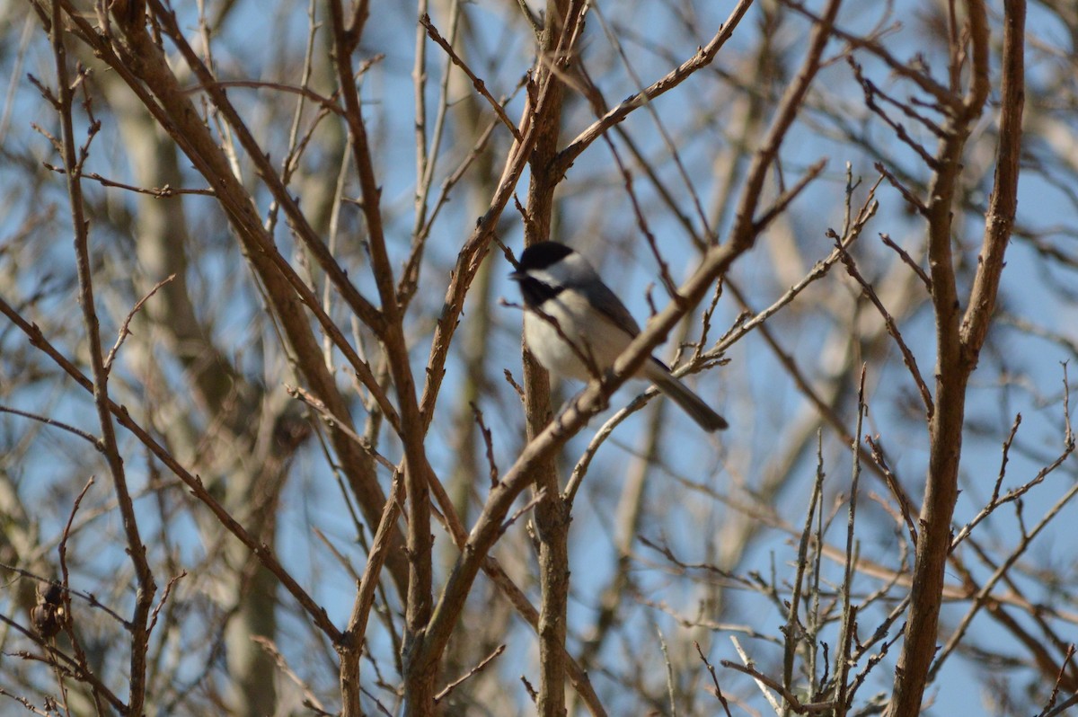 Carolina Chickadee - ML32437401