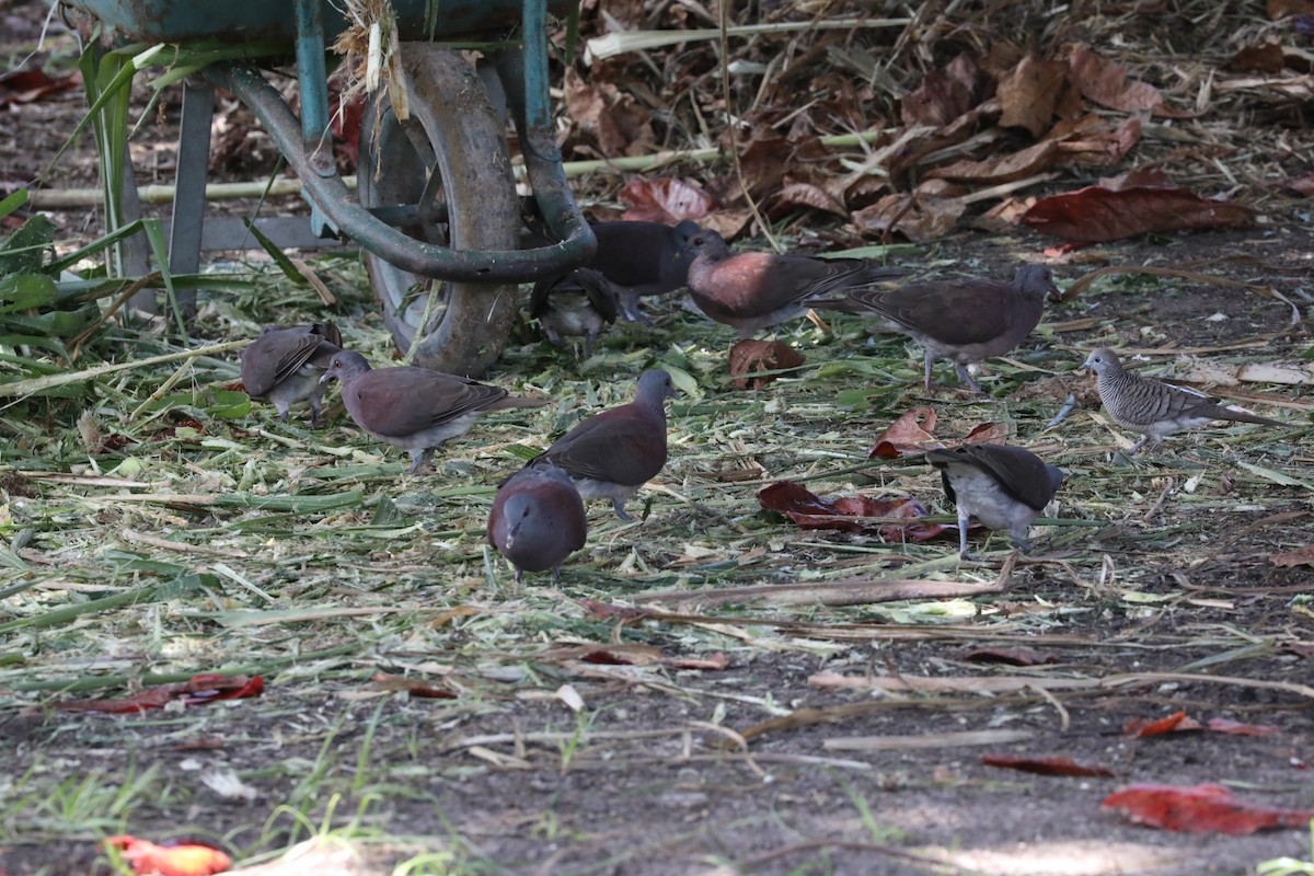 Malagasy Turtle-Dove - Ted Burkett