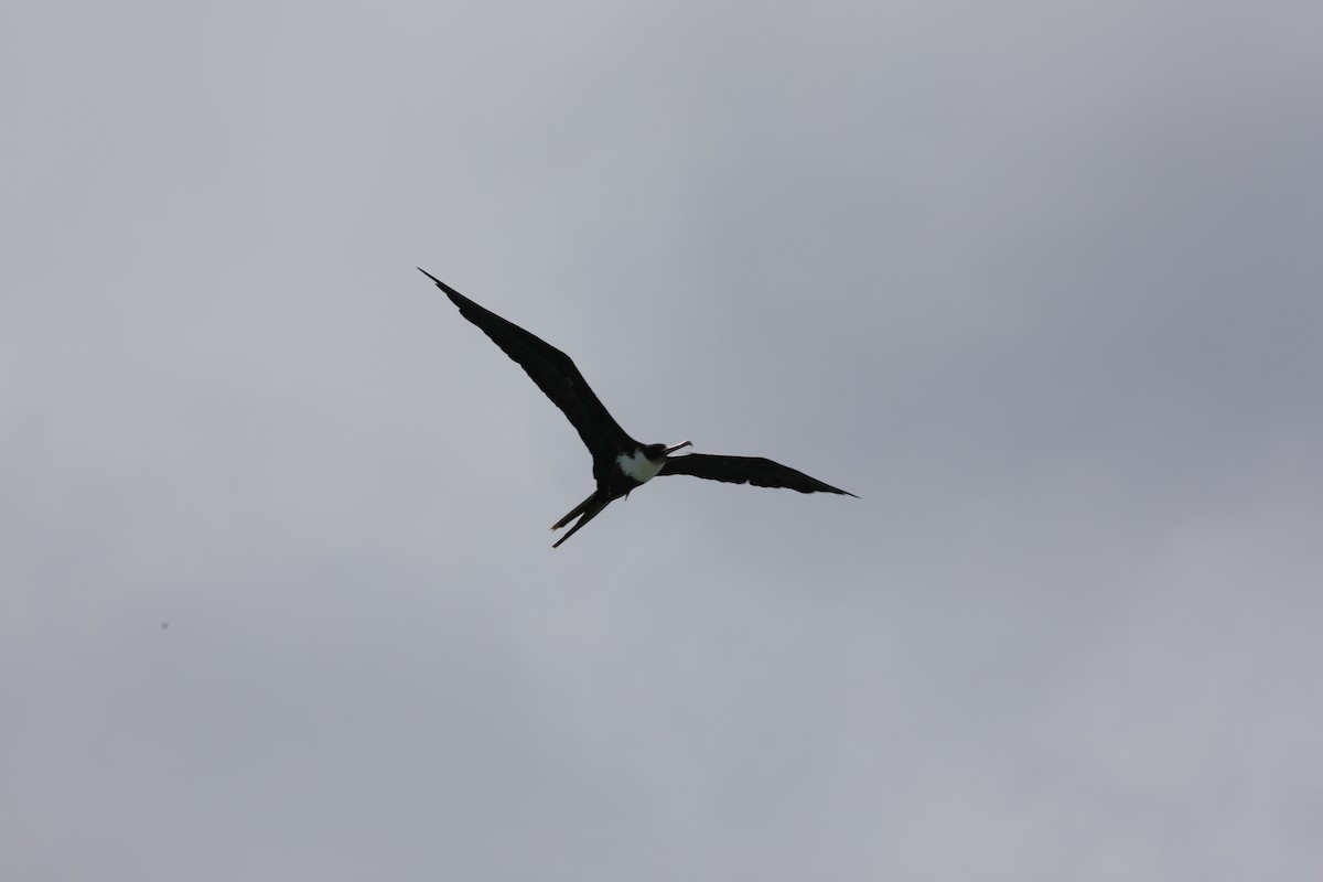 Great Frigatebird - ML324375021